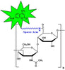 Hyaluronate Mono CyDye(Cy5), MW 5 kDa