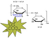 Dextran Fluorescein Fixable, MW 100 kDa