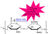 Heparin Rhodamine
