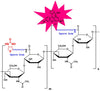Biotinylated Hyaluronate Rhodamine, MW 10 kDa