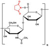 Hyaluronate NHS Ester , MW 1,000 kDa
