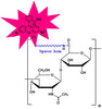 Hyaluronate Rhodamine, MW 750 kDa