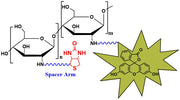 Biotin-Chitosan-Fluorescein, MW 2 kDa