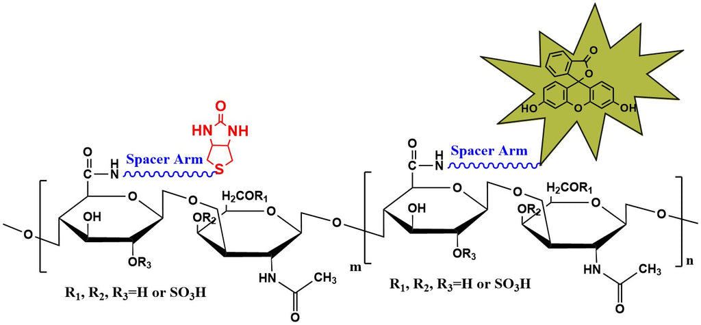 Biotin-Chondroitin Sulfate-Fluorescein, MW 50 kDa