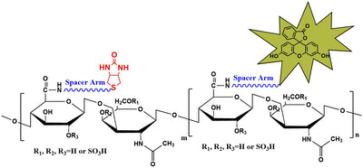 Biotin-Chondroitin Sulfate-Fluorescein, MW 25 kDa