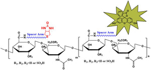 Biotin-Chondroitin Sulfate-Fluorescein, MW 50 kDa