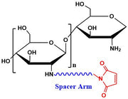 Chitosan Maleimide, MW 2 kDa