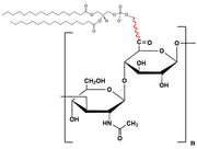 Hyaluronate Lipid, MW 5 kDa
