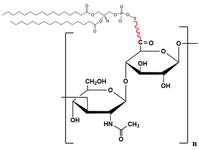 Hyaluronate Lipid, MW 2,500 kDa