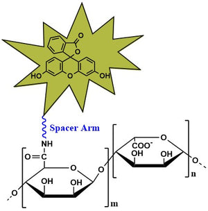 Alginate Fluorescein, viscosity 1,000-1,500 cP