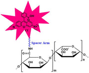 Alginate Rhodamine, viscosity 100-300 cP