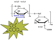 Carboxymethyl Dextran Fluorescein, MW 100 kDa