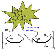 Cellulose Fluorescein, MW 500 kDa