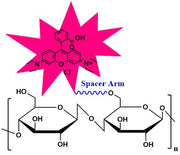 Cellulose Rhodamine, MW 1,000 kDa