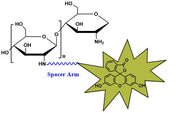 Chitosan Fluorescein, MW 10 kDa
