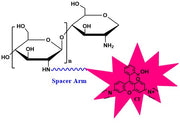 Chitosan Rhodamine, MW 10 kDa