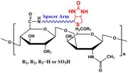 Chondroitin Sulfate Biotin, MW 25 kDa