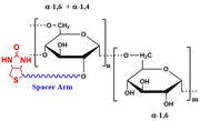 Dextran Biotin, MW 2,000 kDa