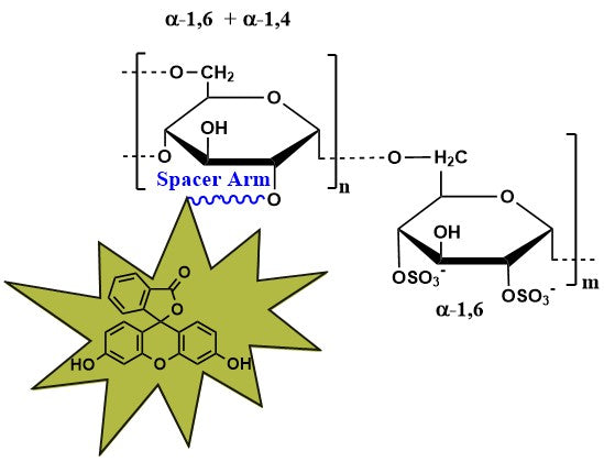 Dextran Sulfate Fluorescein, MW 150 kDa