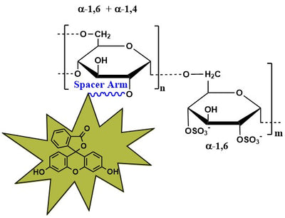 Dextran Sulfate Fluorescein, MW 50 kDa
