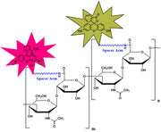Fluorescein Hyaluronate Rhodamine, MW 5 kDa