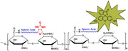 Biotinylated Heparin Fluorescein