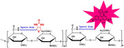 Biotinylated Heparin Rhodamine