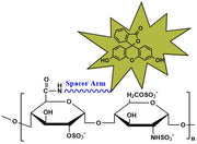 Heparin Fluorescein