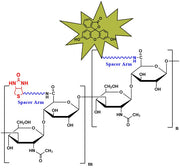 Biotinylated Hyaluronate Fluorescein, MW 5 kDa