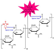 Biotinylated Hyaluronate Rhodamine, MW 500 kDa