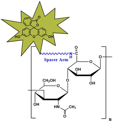 Hyaluronate Fluorescein, MW 5 kDa