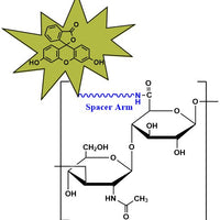 Hyaluronate Fluorescein, MW 50 kDa