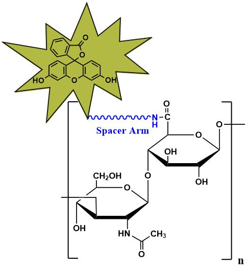Hyaluronate Fluorescein, MW 50 kDa