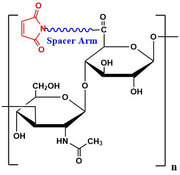 Hyaluronate Maleimide, MW 1,000 kDa