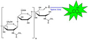 Oligomeric HA10 AMCA