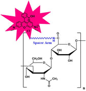 Hyaluronate Rhodamine, MW 250 kDa