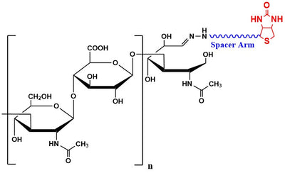 Hyaluronate Mono Biotin, MW 1,500 kDa