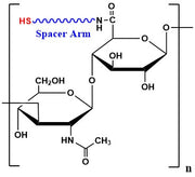 Hyaluronate Thiol, MW 1,500 kDa