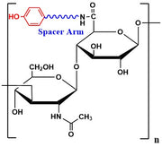 Hyaluronate Tyramine, MW 1,500 kDa