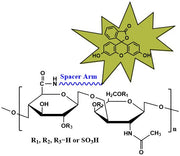 Chondroitin Sulfate Fluorescein, MW 25 kDa