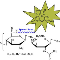 Chondroitin Sulfate Fluorescein, MW 40 kDa