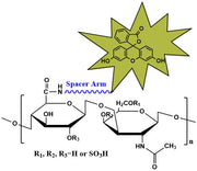 Chondroitin Sulfate Fluorescein, MW 40 kDa