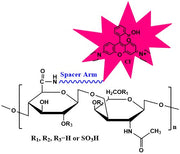 Chondroitin Sulfate Rhodamine, MW 25 kDa