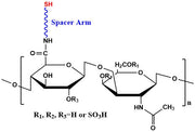 Chondroitin Sulfate Thiol, MW 32 kDa