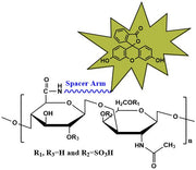 Chondroitin Sulfate B Fluorescein, MW 25 kDa