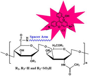 Chondroitin Sulfate B Rhodamine, MW 25 kDa