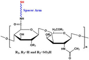 Chondroitin Sulfate A Thiol, MW 50 kDa