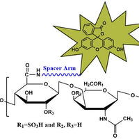 Chondroitin Sulfate C Fluorescein, MW 32 kDa