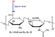 Chondroitin Sulfate C Thiol, MW 32 kDa